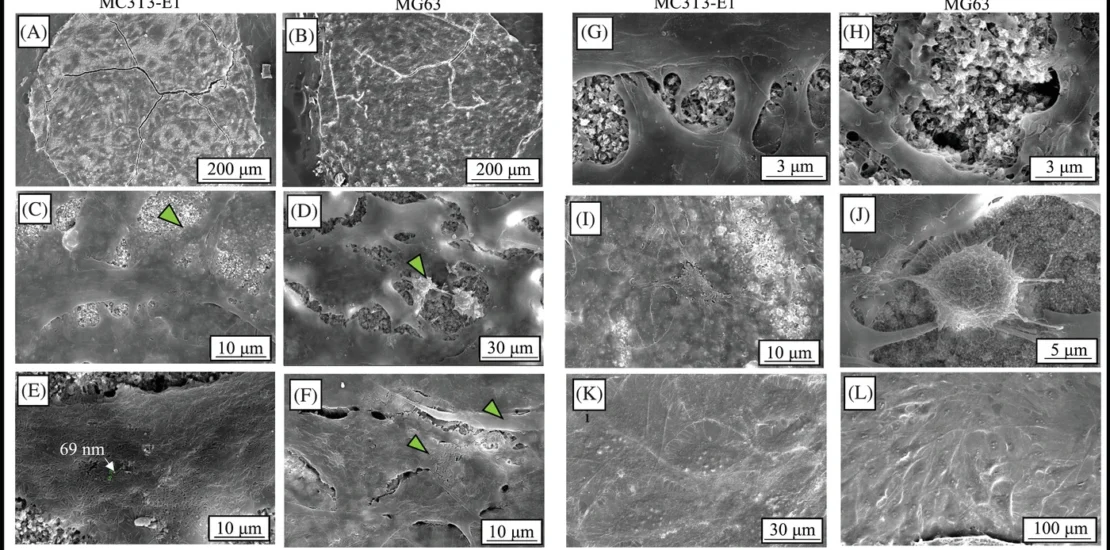 Morphological characterisation of monocultures